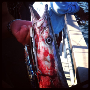 Barracuda on the Iron